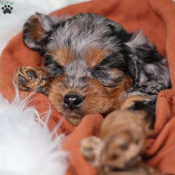 Rover, Cavapoo Puppy